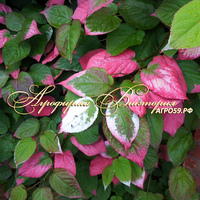 Актинидия ("УРАЛЬСКОЕ КИВИ") МУЖСКАЯ АДАМ Актинидия ("УРАЛЬСКОЕ КИВИ") МУЖСКАЯ АДАМ